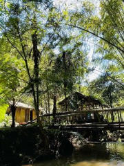 Hualonggou Bamboo Sea