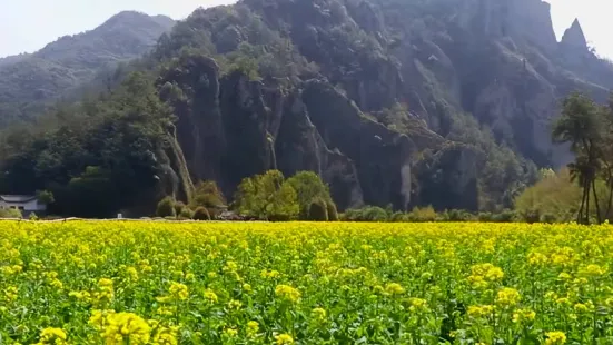 鼎湖油菜花觀景點