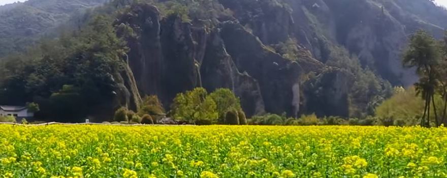 Dinghu Rapeseed Flower Viewing Spot