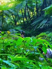 金花桫欏自然保護區