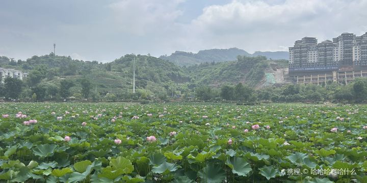 Chengxi Wetland Park