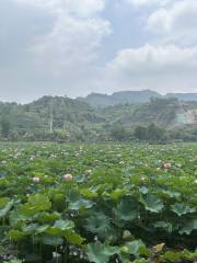 Chengxi Wetland Park