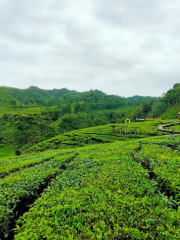 Gunung Gambir Tea Plantation