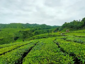 Gunung Gambir Tea Plantation