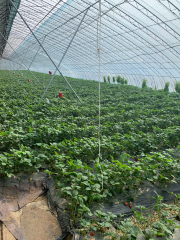胖東草莓採摘園