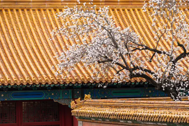 Beijing Apricot Blossom Viewing