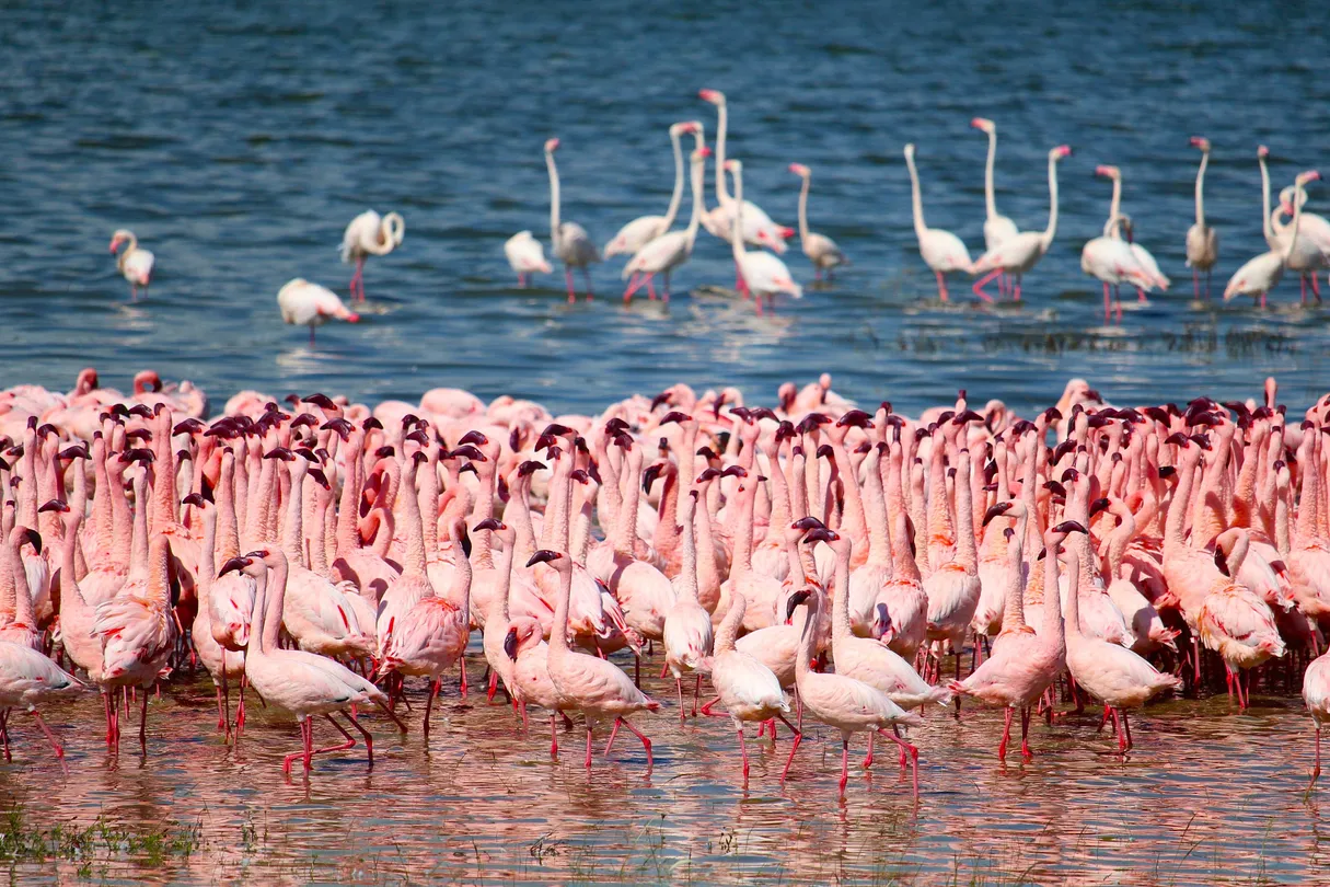 2_恩戈羅恩戈羅保護區