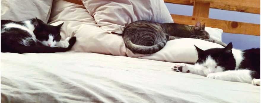 Mackafe (cat cafe)