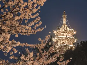 Cherry Blossom Viewing in Nanjing