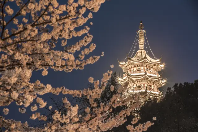 Cherry Blossom Viewing in Nanjing