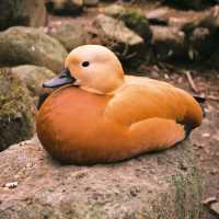 癒し空間【伊豆シャボテン動物公園】