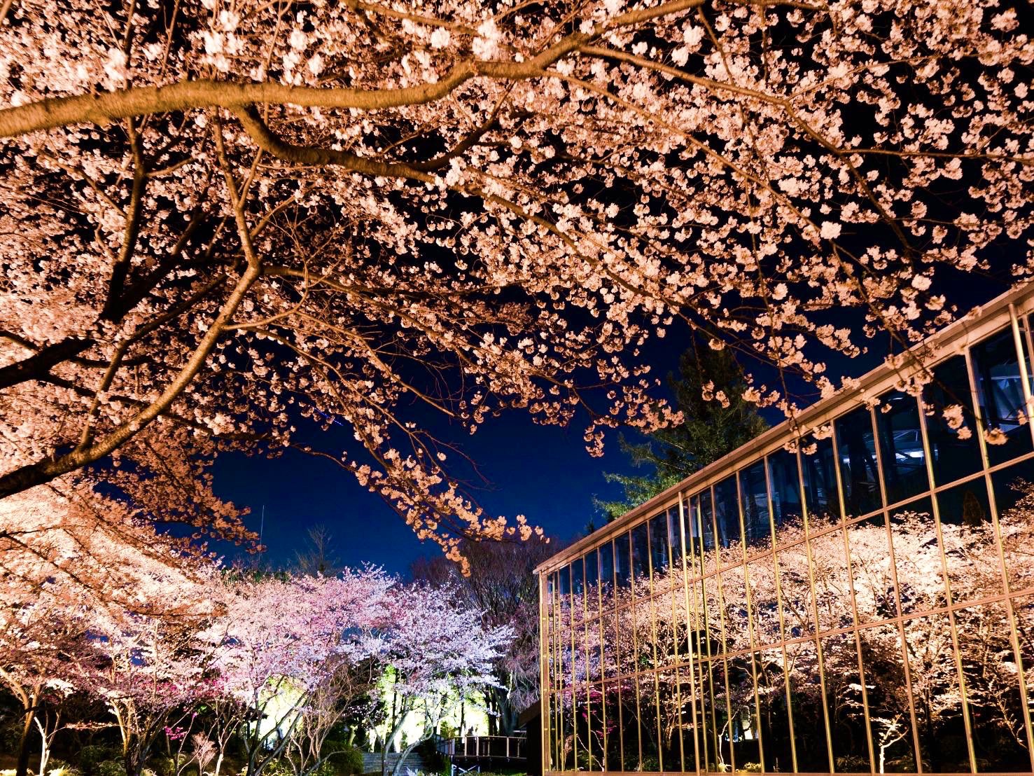 東京 HANA·BIYORI 入場Eチケット 予約