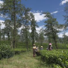 大地茶海餐廳張用戶圖片