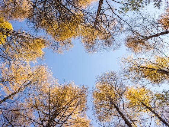 Shenxiangu Qicai Forest