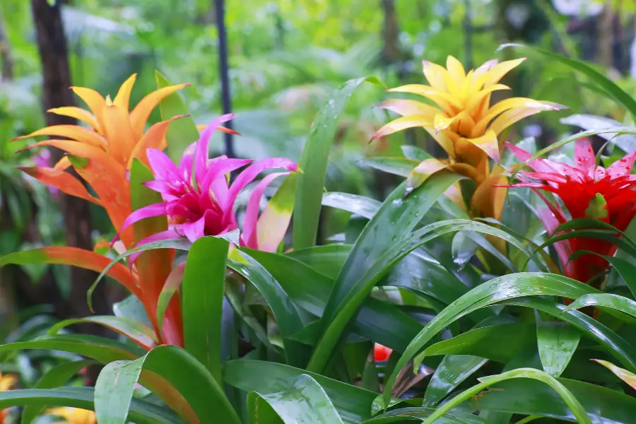 宇治市植物公園