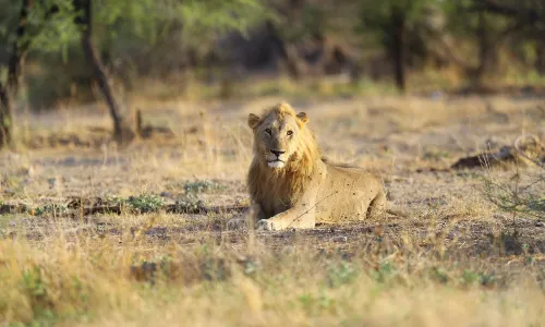 Etosha National Park