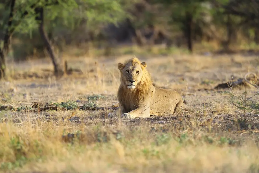 Lion & Safari Park