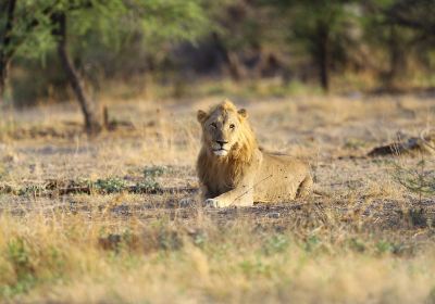 Lion & Safari Park