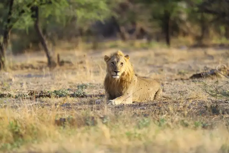 Hôtels 3 étoiles à Oshikoto, Namibie