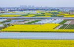 Rape Flower Field, Yangxian County