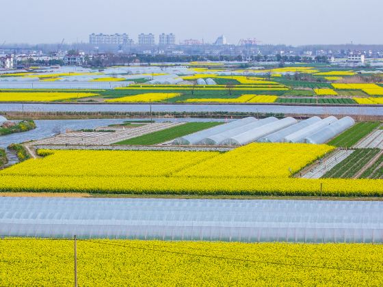 Rape Flower Field, Yangxian County