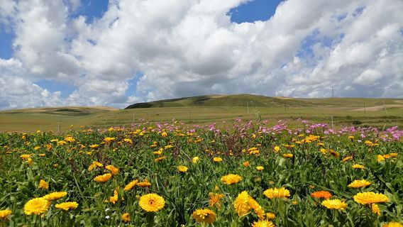 Heilinba Scenic Area