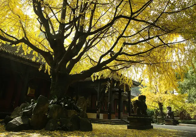 Chengdu Ginkgo Trees