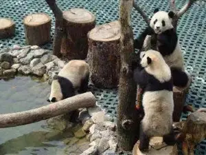 Changyu Dongtian Panda Pavilion