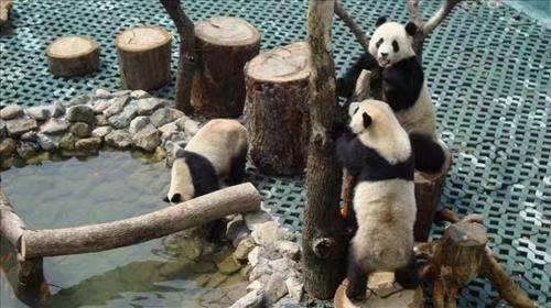 Changyu Dongtian Panda Pavilion