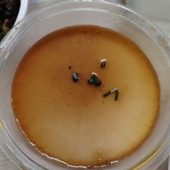 三星堆外婆菜 User Photo