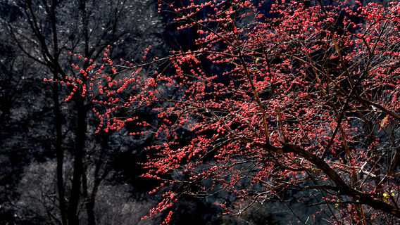 Heilong Mountain Forest Park