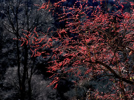 Heilong Mountain Forest Park