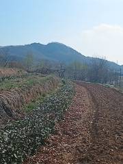 Tea Garden of Bazi Liujia Village