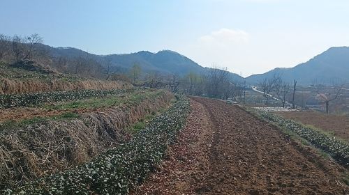 Tea Garden of Bazi Liujia Village