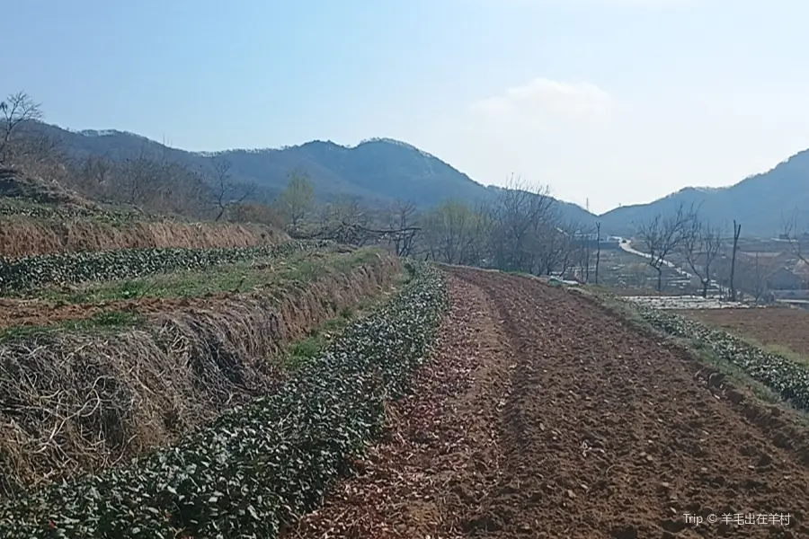 Tea Garden of Bazi Liujia Village