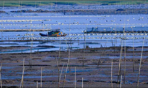 Xiapu Niuyu Tidal Flat Experience Scenic Area