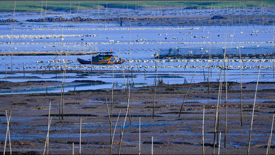 Xiapu Niuyu Tidal Flat Experience Scenic Area