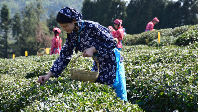 Tea Picking in Bazhong