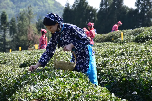 Tea Picking in Bazhong