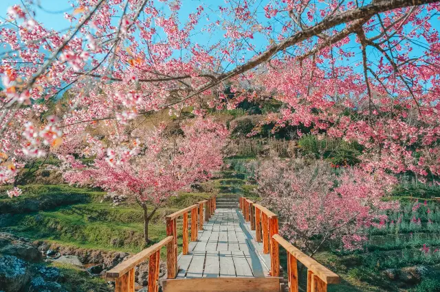 Chiang Mai Cherry Blossom Appreciation