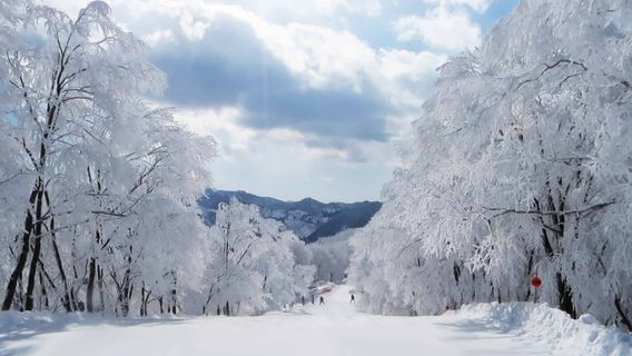 Hakuba Cortina Ski Resort