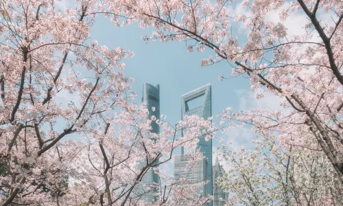 Shanghai Cherry Blossom Appreciation