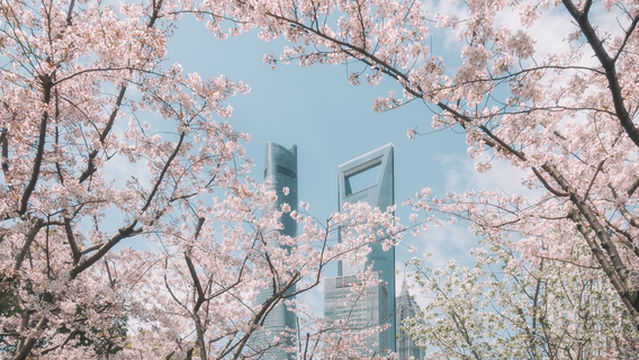 Cherry Blossom Viewing in Shanghai