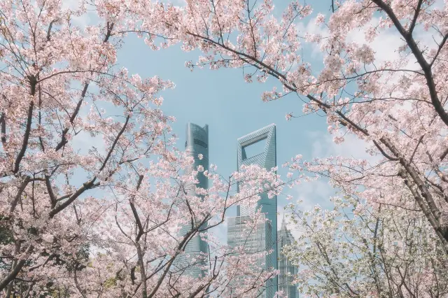Shanghai Cherry Blossom Appreciation