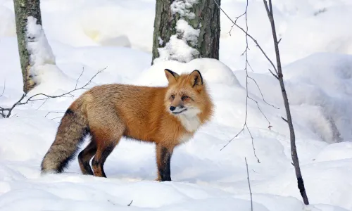 拉努阿野生動物園