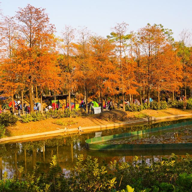 #體驗探索大自然《市區影紅葉🍁尤如置身加拿大湖景》