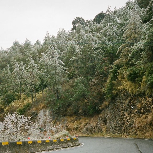 #我好掛住 台灣清境合歡山
