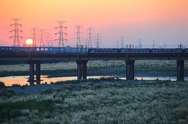 彰化大度橋 芒草