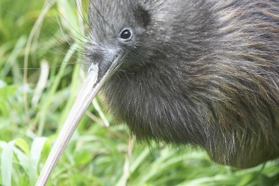 Willowbank Wildlife Reserve