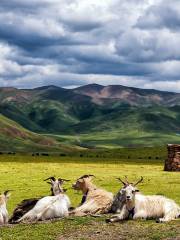 Zaxika Grassland